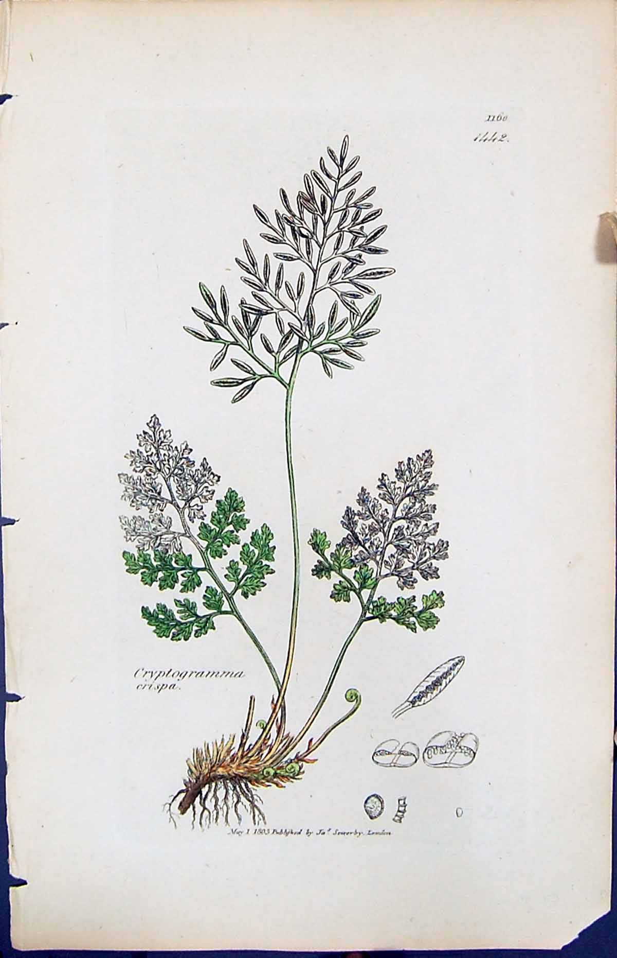 Antique Print Cryptogramma Crispa British Plants Botany 1847 Sowerby Smith 19th