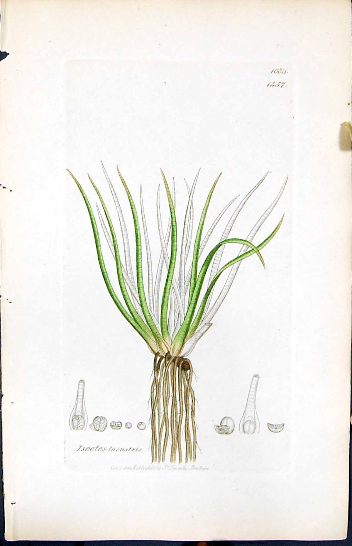 Antique Old Print Isoetes Lacustris British Plants Botany 1847 Sowerby Smith