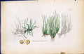 Old Print Pilularia Globulifera British Plants Botany 1847 Sowerby Smith 19th