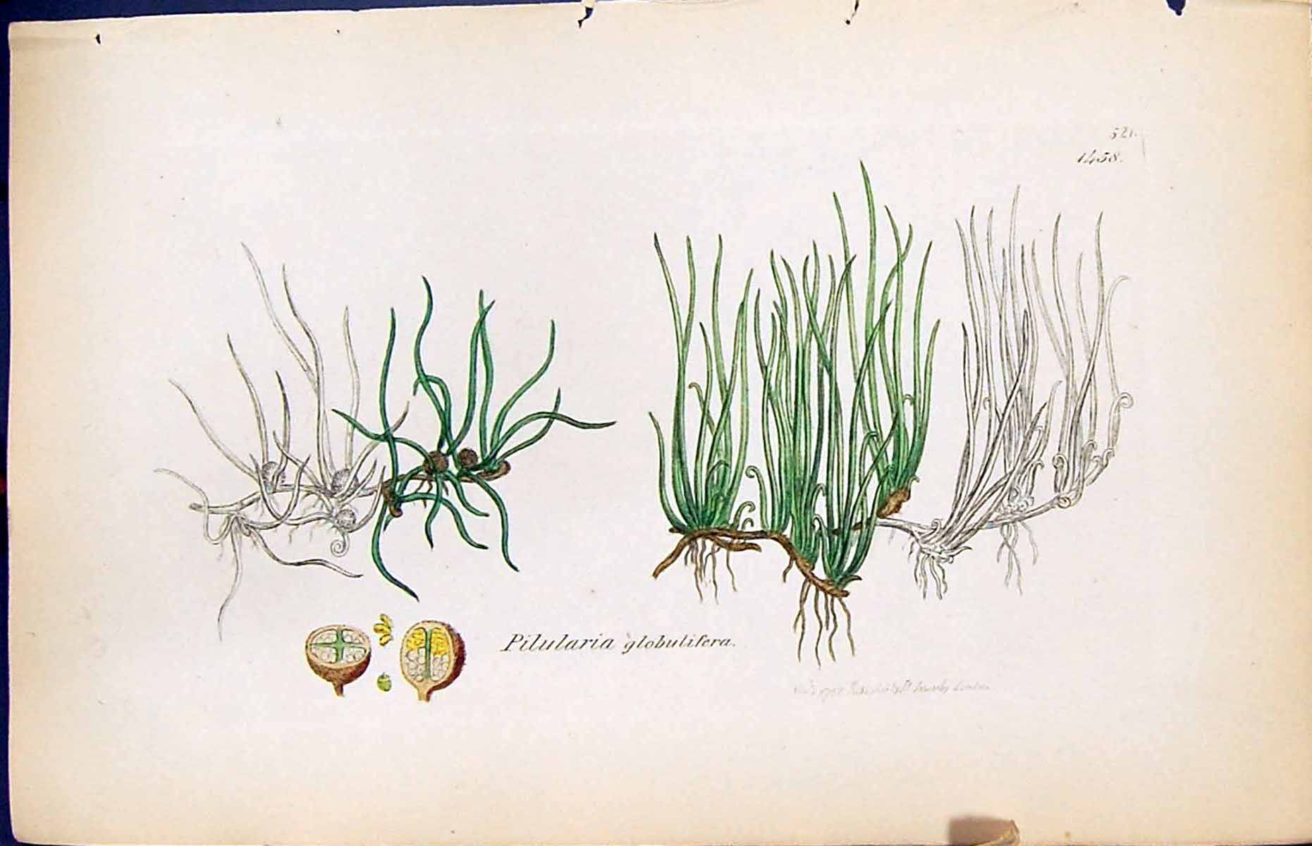 Old Print Pilularia Globulifera British Plants Botany 1847 Sowerby Smith 19th