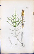 Antique Old Print Equisetum Arvense British Plants Botany 1847 Sowerby Smith