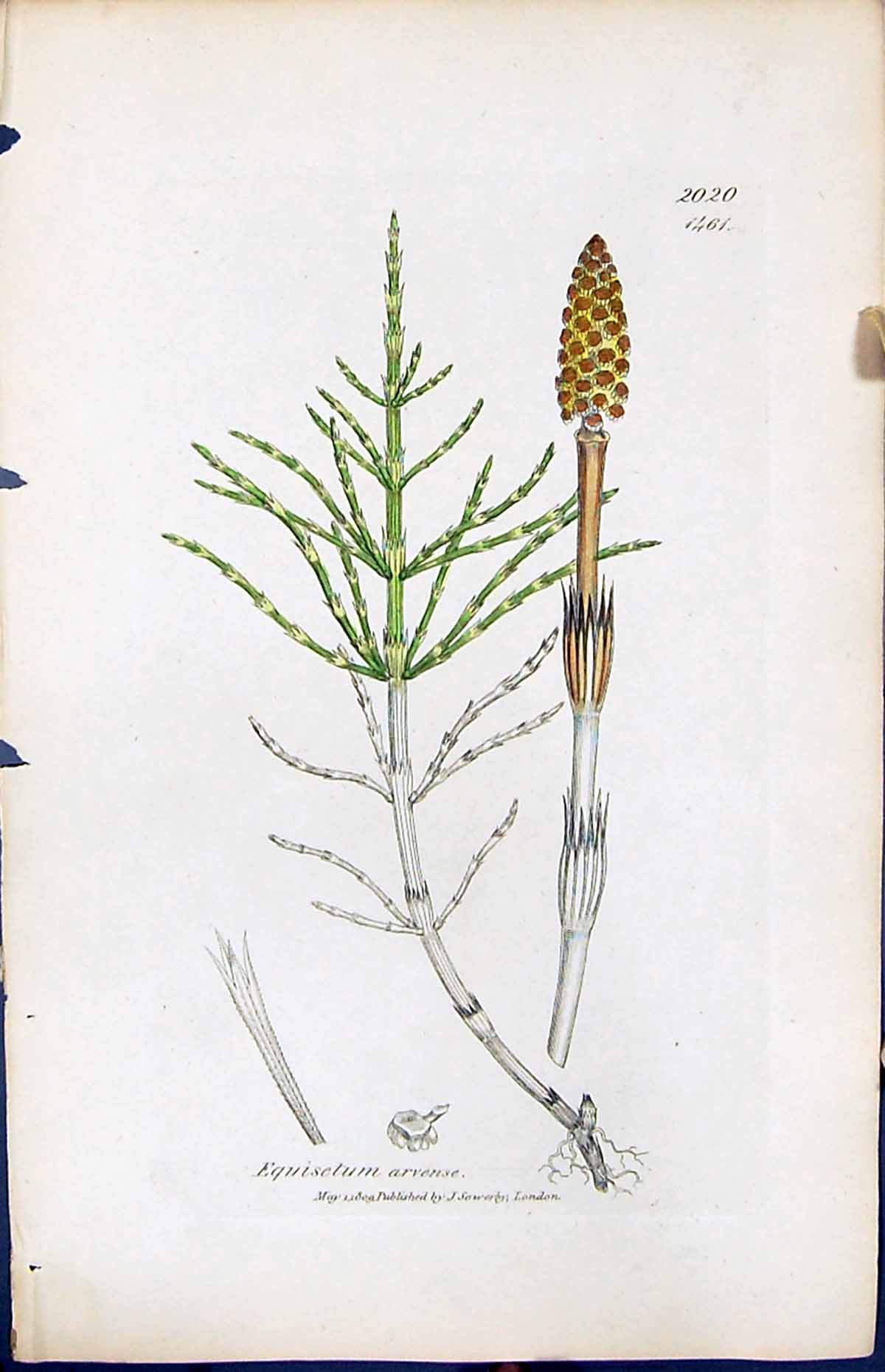 Antique Old Print Equisetum Arvense British Plants Botany 1847 Sowerby Smith