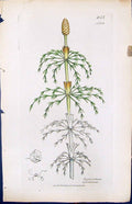 Antique Print Equisetum Sylvaticum British Plants Botany 1847 Sowerby Smith