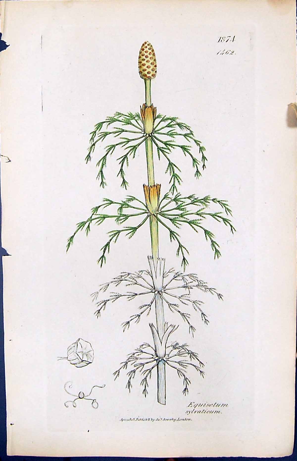 Antique Print Equisetum Sylvaticum British Plants Botany 1847 Sowerby Smith