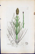 Antique Old Print Equisetum Limosum British Plants Botany 1847 Sowerby Smith