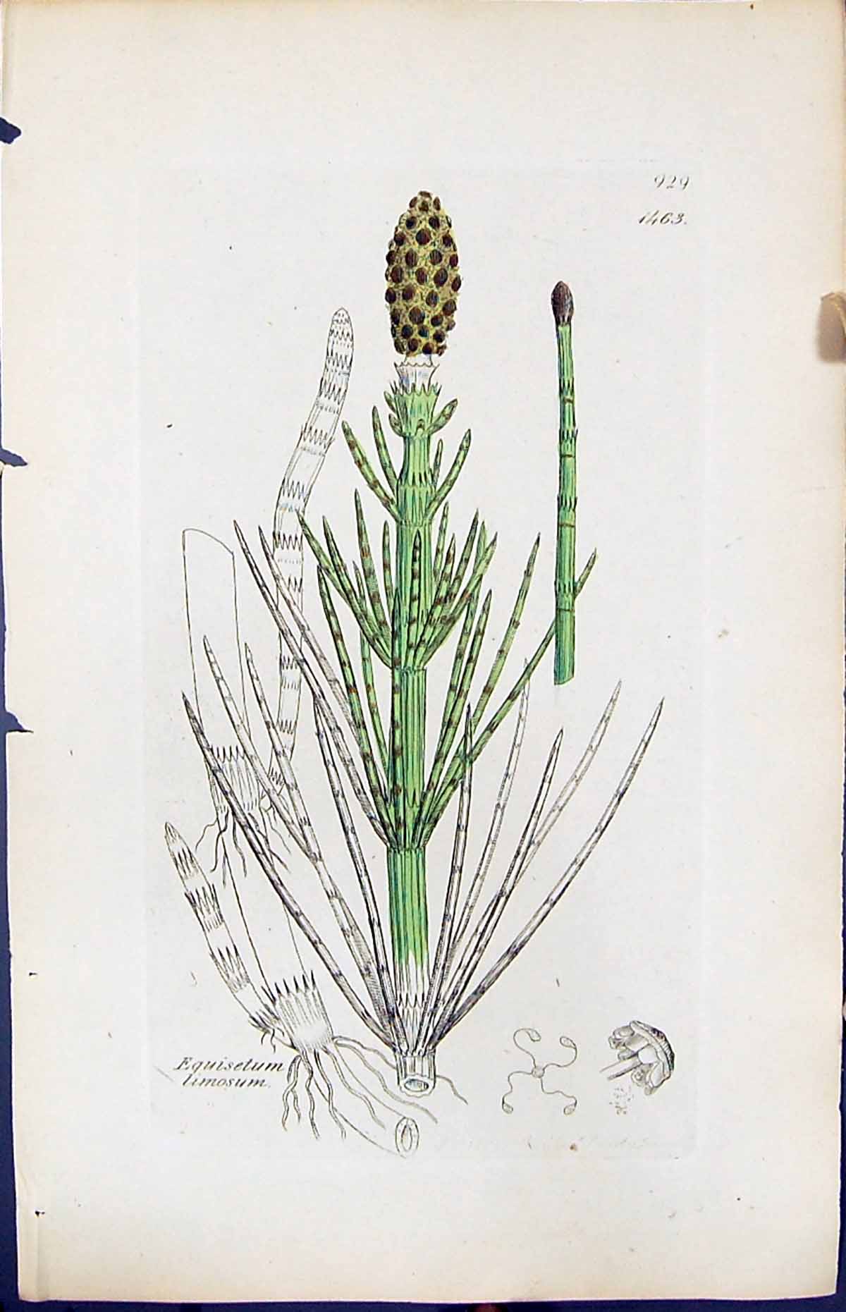 Antique Old Print Equisetum Limosum British Plants Botany 1847 Sowerby Smith