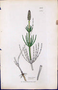 Antique Old Print Equisetum Palustre British Plants Botany 1847 Sowerby Smith