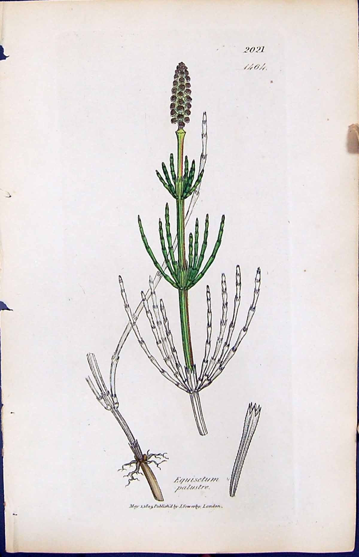 Antique Old Print Equisetum Palustre British Plants Botany 1847 Sowerby Smith