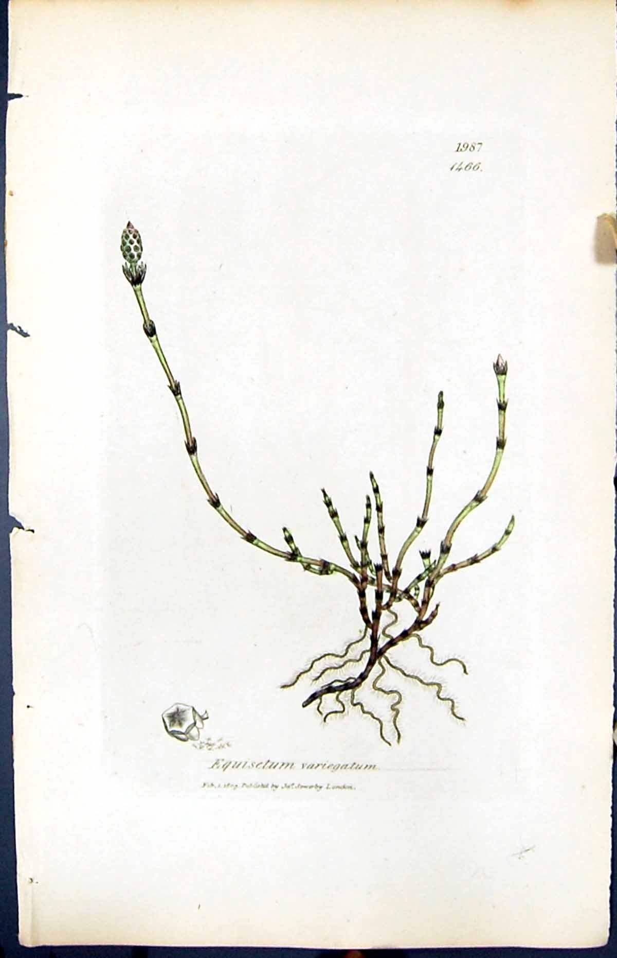 Antique Print Equisetum Variegatum British Plants Botany 1847 Sowerby Smith