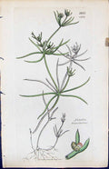 Antique Print Nitella Translucens British Plants Botany 1847 Sowerby Smith 19th