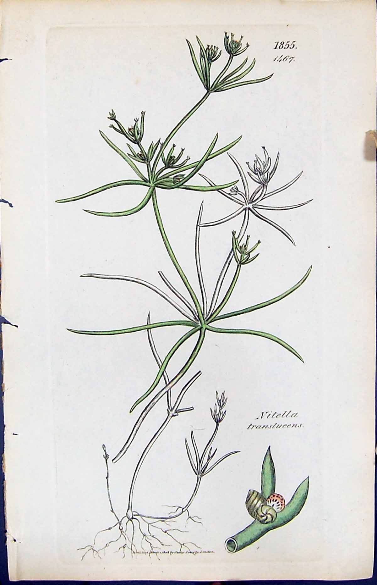 Antique Print Nitella Translucens British Plants Botany 1847 Sowerby Smith 19th
