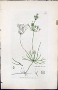 Antique Old Print Nitella Flexilis British Plants Botany 1847 Sowerby Smith