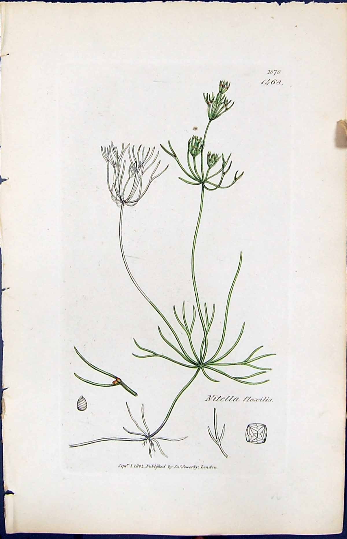Antique Old Print Nitella Flexilis British Plants Botany 1847 Sowerby Smith