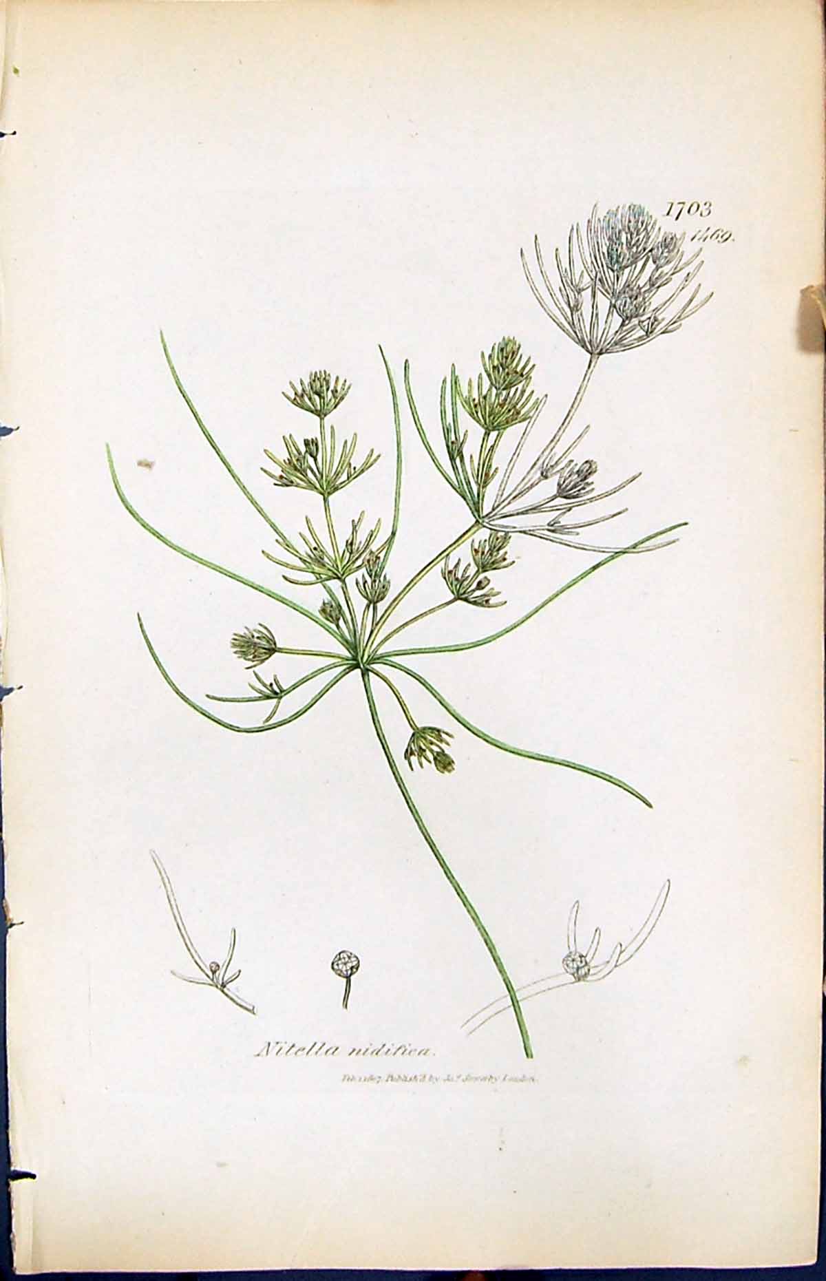 Antique Old Print Nitella Nidifica British Plants Botany 1847 Sowerby Smith