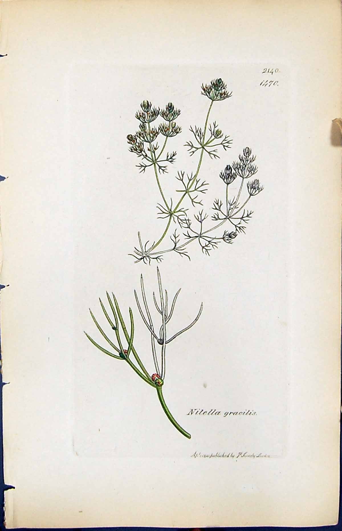 Antique Old Print Nitella Gracilis British Plants Botany 1847 Sowerby Smith