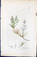 Old Print Chara Vulgaris British Plants Botany 1847 Sowerby Smith Colour 19th