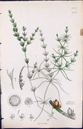 Old Print Chara Hedwigii British Plants Botany 1847 Sowerby Smith Colour 19th