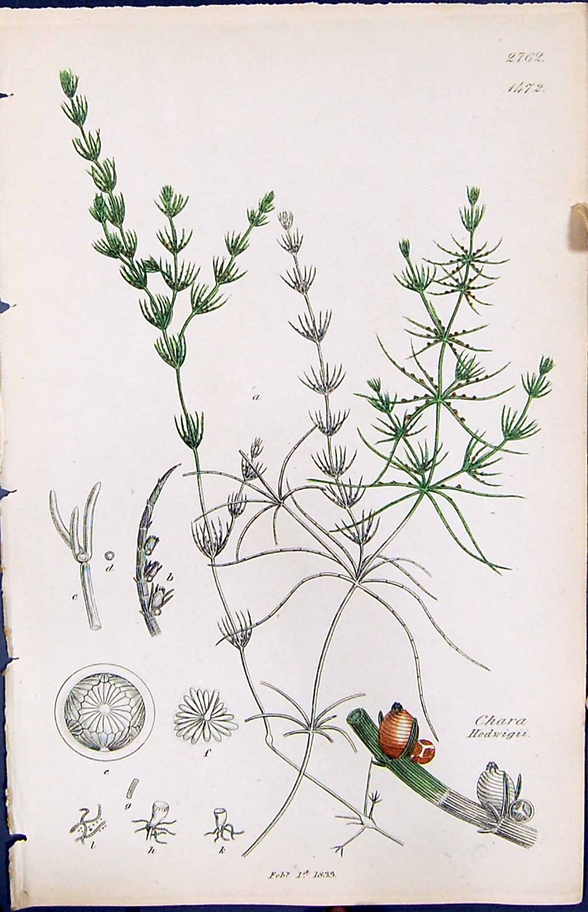 Old Print Chara Hedwigii British Plants Botany 1847 Sowerby Smith Colour 19th