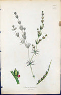 Old Print British Plants Botany 1847 Sowerby Smith Colour Chara Pulchella 19th