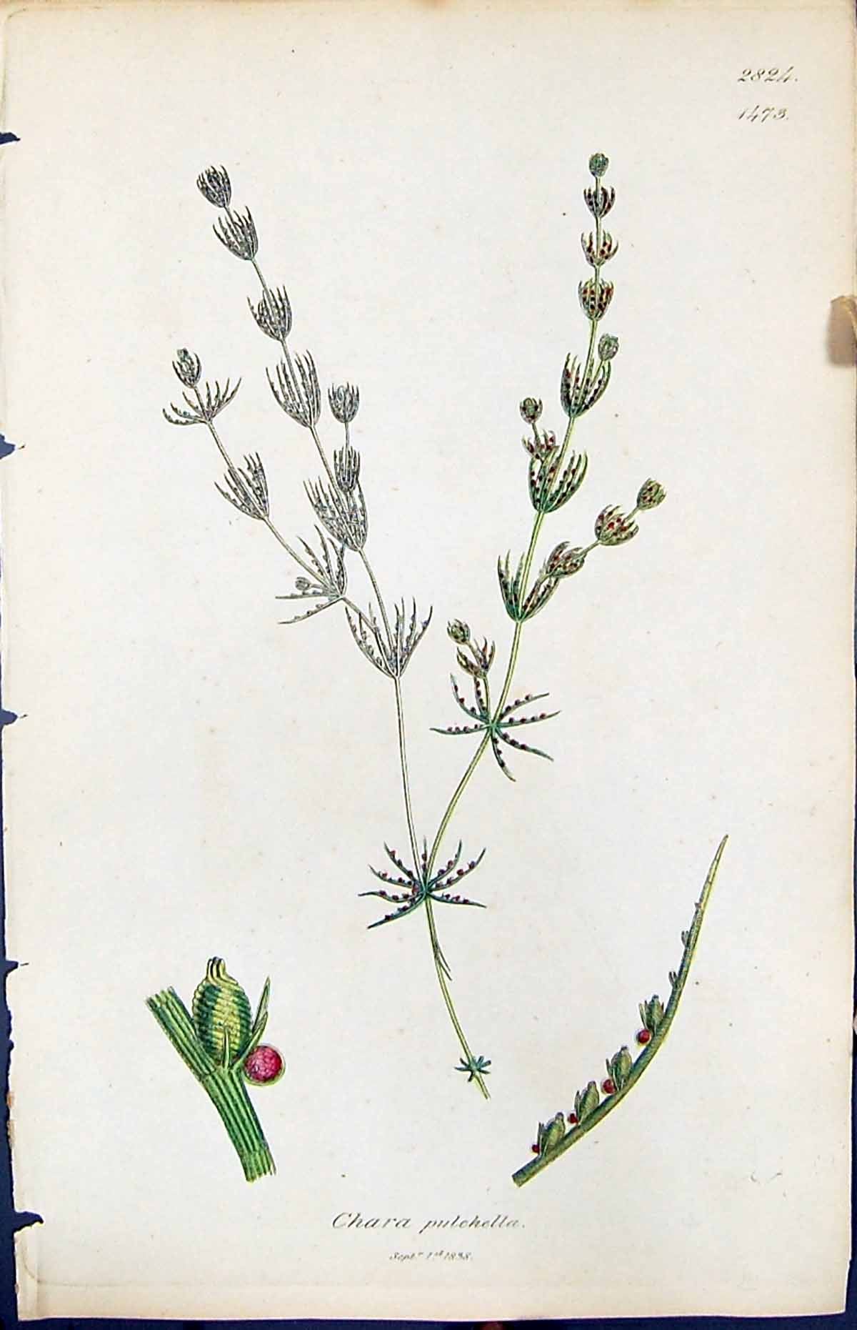Old Print British Plants Botany 1847 Sowerby Smith Colour Chara Pulchella 19th