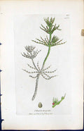 Antique Print Chara Hispida British Plants Botany 1847 Sowerby Smith Colour