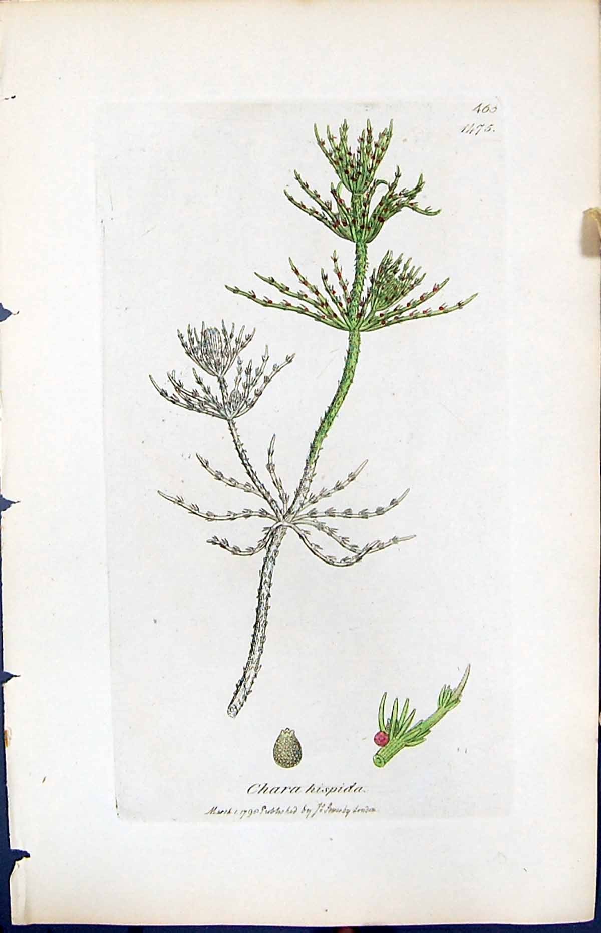 Antique Print Chara Hispida British Plants Botany 1847 Sowerby Smith Colour