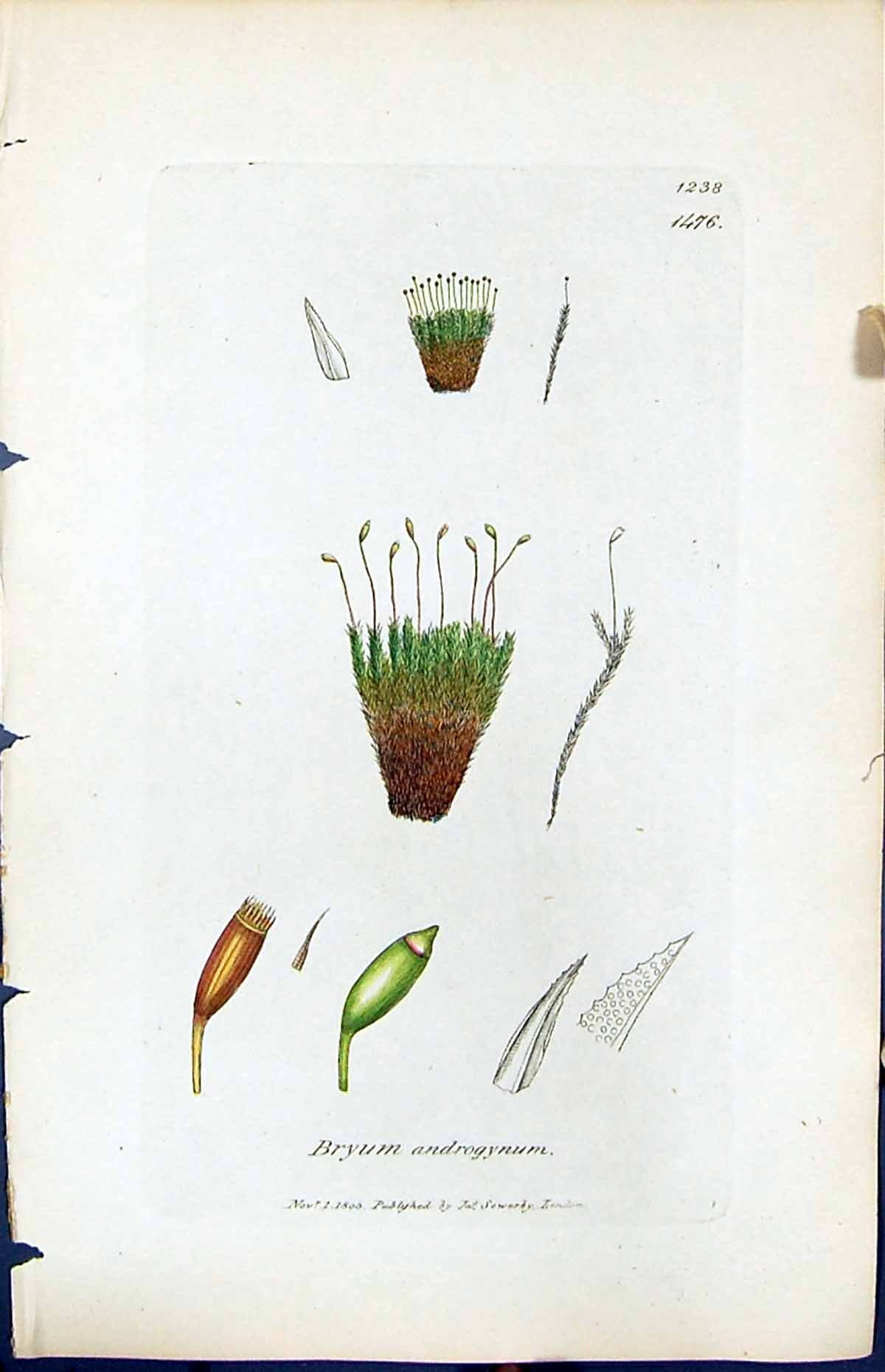 Antique Old Print Bryum Androgynum British Plants Botany 1847 Sowerby Smith