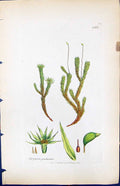 Old Print Bryum Palustre British Plants Botany 1847 Sowerby Smith Colour 19th