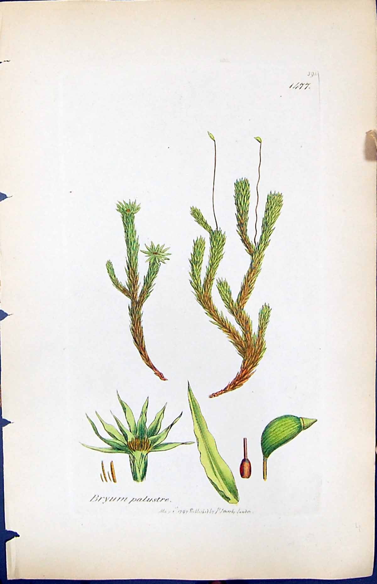 Old Print Bryum Palustre British Plants Botany 1847 Sowerby Smith Colour 19th
