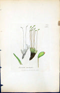 Antique Old Print Bryum Trichodes British Plants Botany 1847 Sowerby Smith 19th