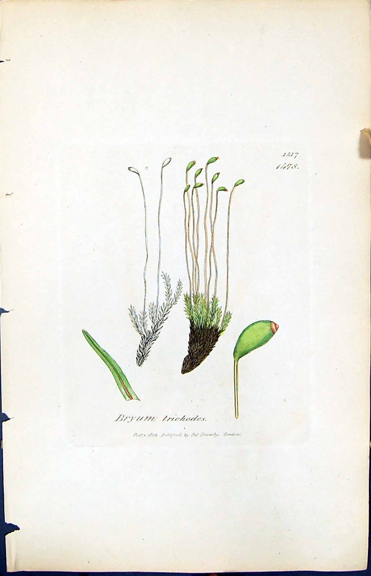 Antique Old Print Bryum Trichodes British Plants Botany 1847 Sowerby Smith 19th