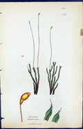 Antique Old Print Bryum Triquetrum British Plants Botany 1847 Sowerby Smith