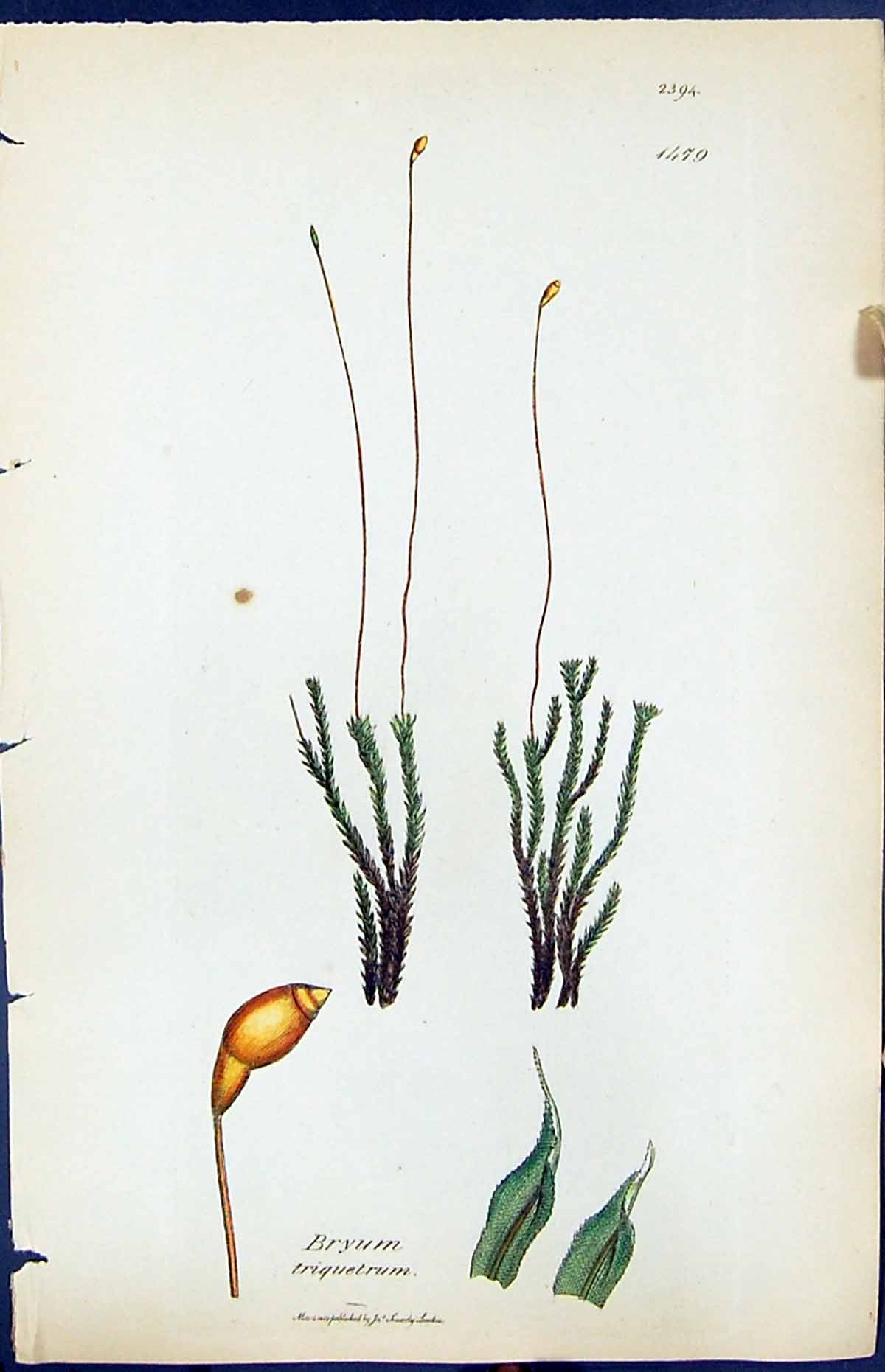 Antique Old Print Bryum Triquetrum British Plants Botany 1847 Sowerby Smith
