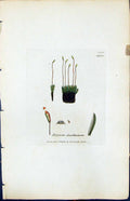 Antique Old Print Bryum Dealbatum British Plants Botany 1847 Sowerby Smith 19th