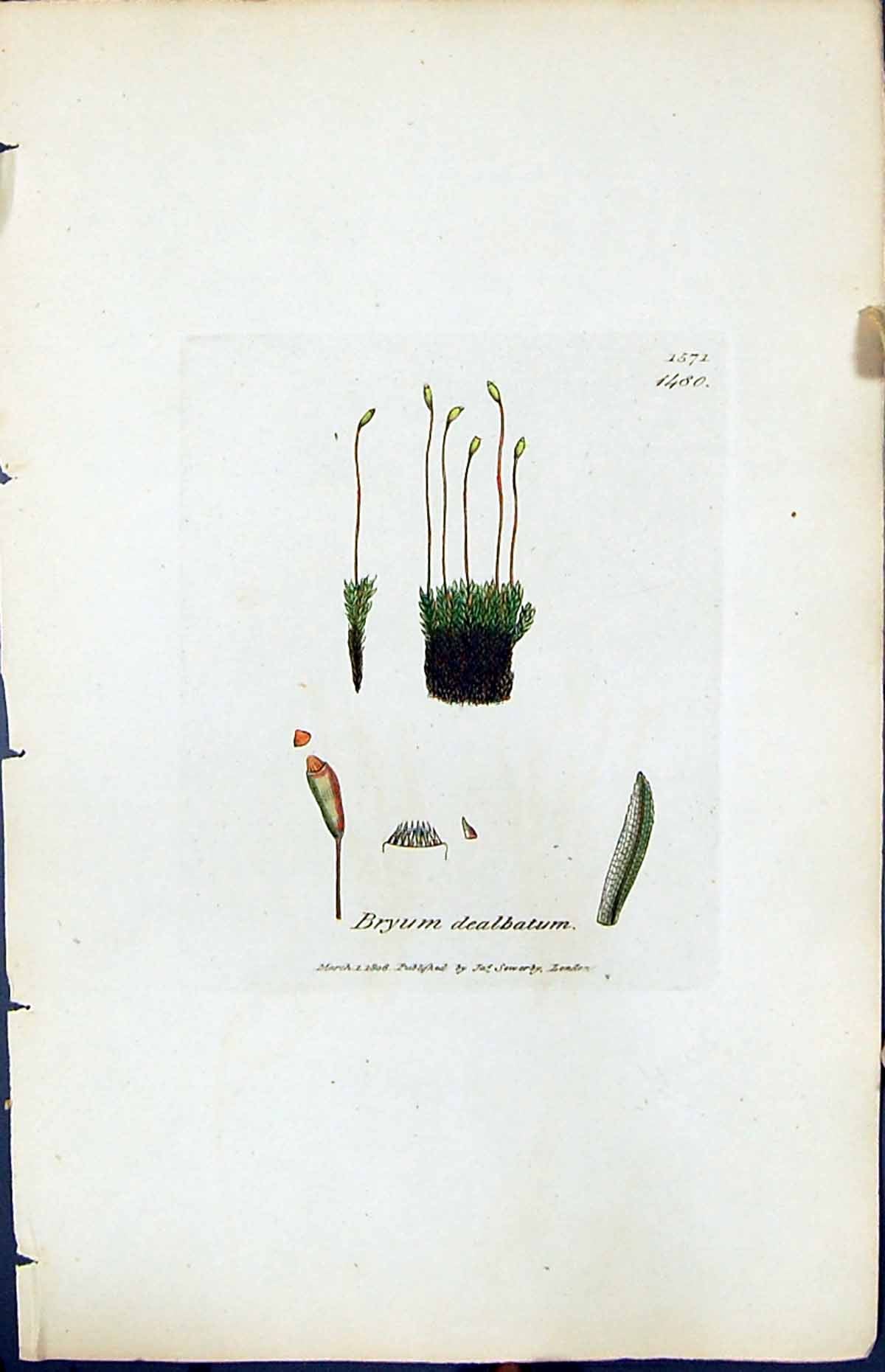Antique Old Print Bryum Dealbatum British Plants Botany 1847 Sowerby Smith 19th