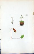 Old Print Bryum Julaceum British Plants Botany 1847 Sowerby Smith Colour 19th