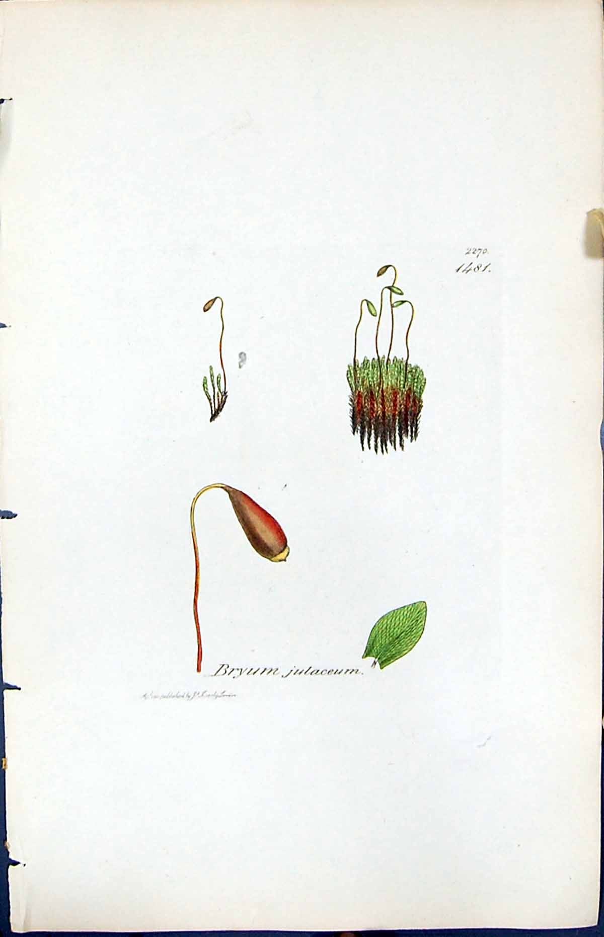 Old Print Bryum Julaceum British Plants Botany 1847 Sowerby Smith Colour 19th