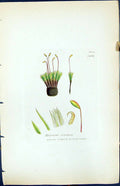 Antique Print Bryum Crudum British Plants Botany 1847 Sowerby Smith Colour 19th