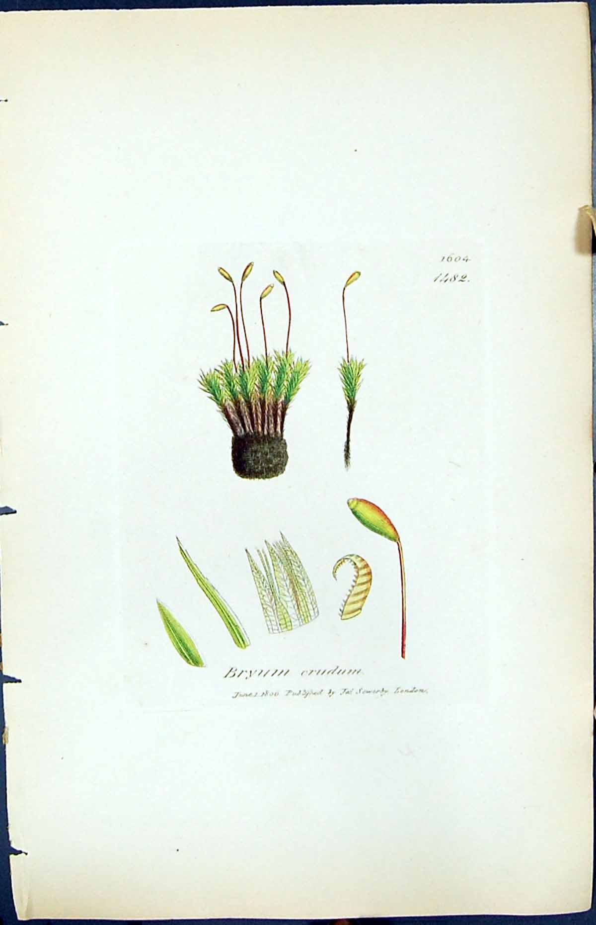 Antique Print Bryum Crudum British Plants Botany 1847 Sowerby Smith Colour 19th