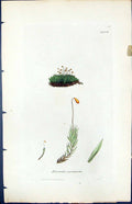 Antique Print Bryum Carneum British Plants Botany 1847 Sowerby Smith Colour