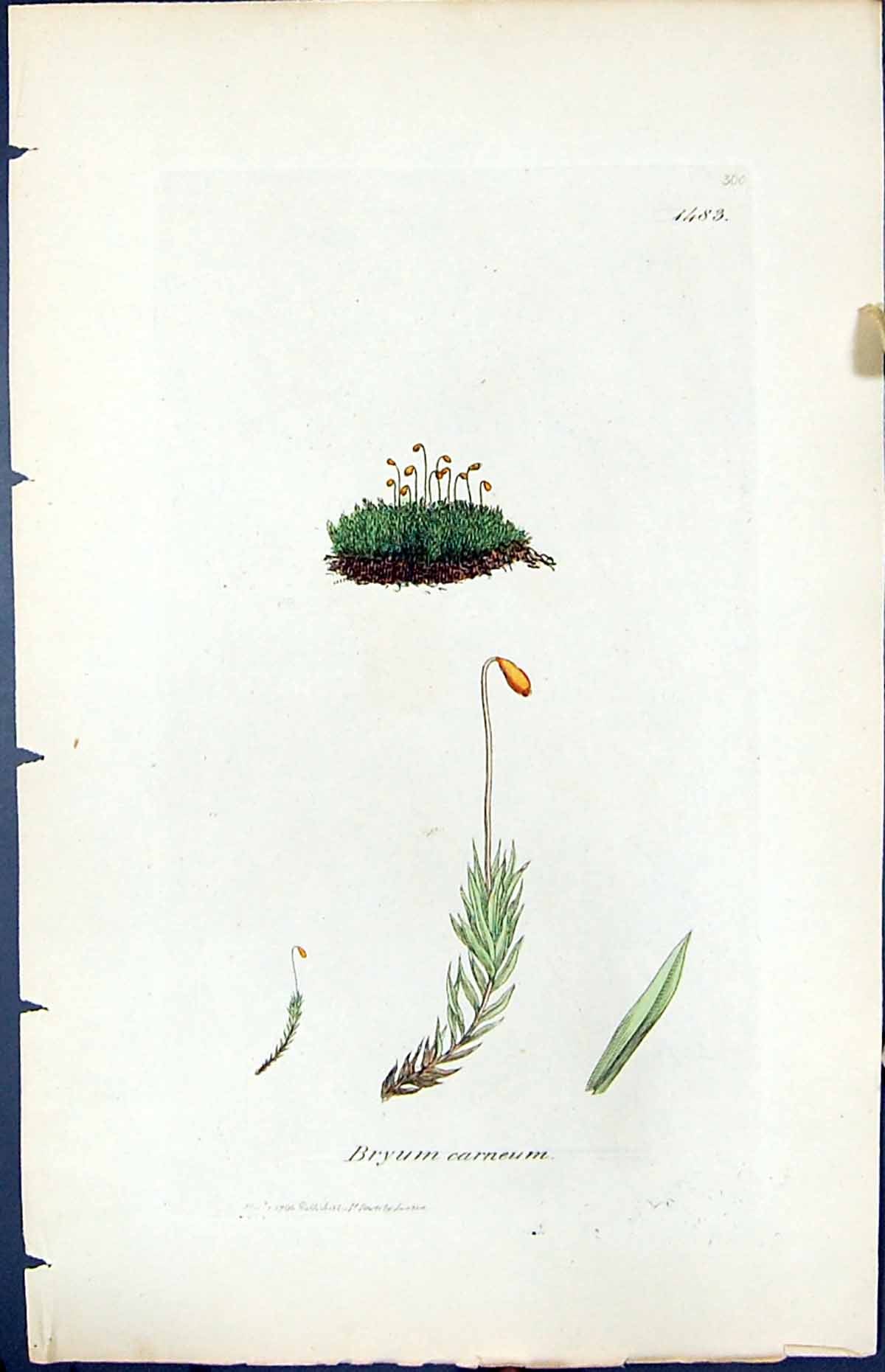 Antique Print Bryum Carneum British Plants Botany 1847 Sowerby Smith Colour