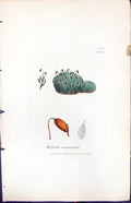 Antique Old Print Bryum Argenteum British Plants Botany 1847 Sowerby Smith 19th