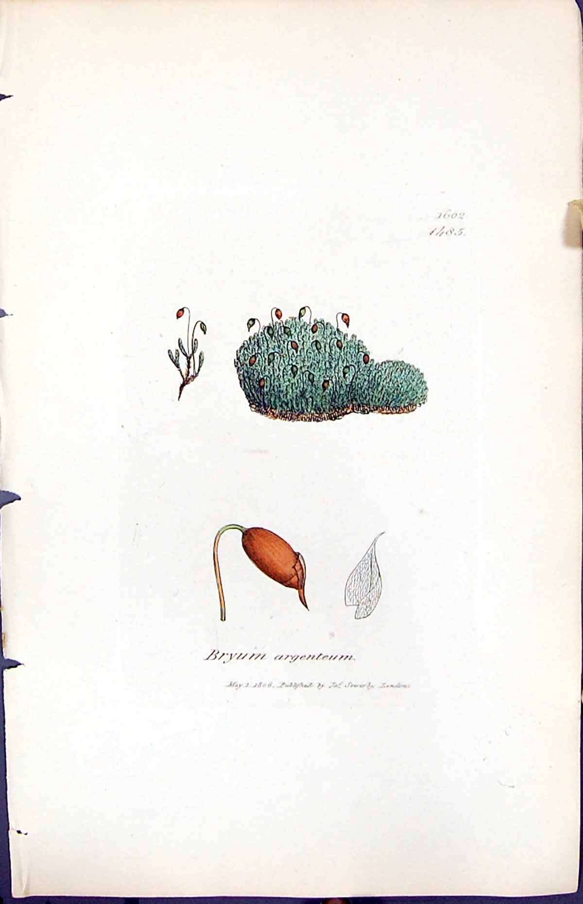 Antique Old Print Bryum Argenteum British Plants Botany 1847 Sowerby Smith 19th