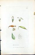 Old British Plants Botany 1847 Sowerby Smith Bryum Zierii AttenuatumVictorian