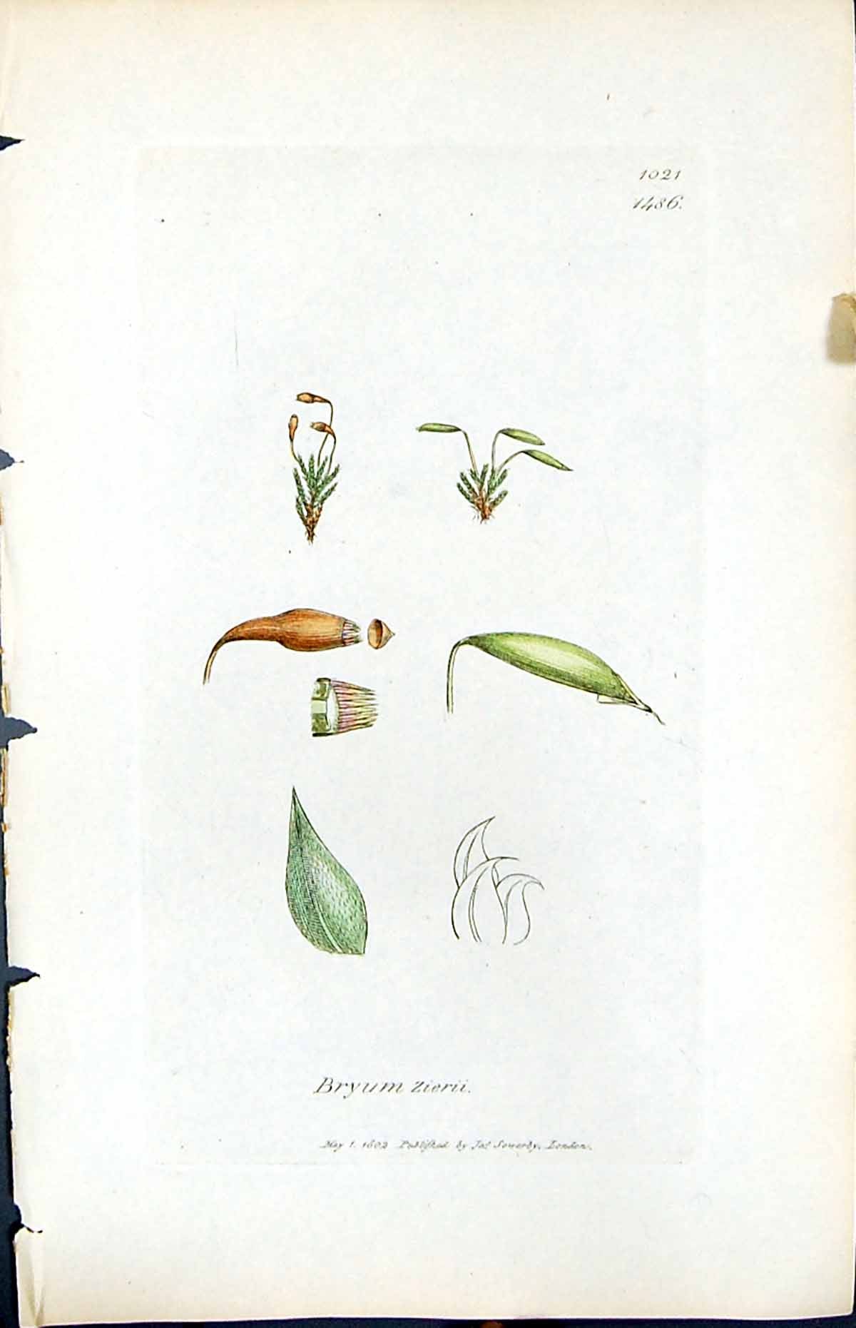 Old British Plants Botany 1847 Sowerby Smith Bryum Zierii AttenuatumVictorian