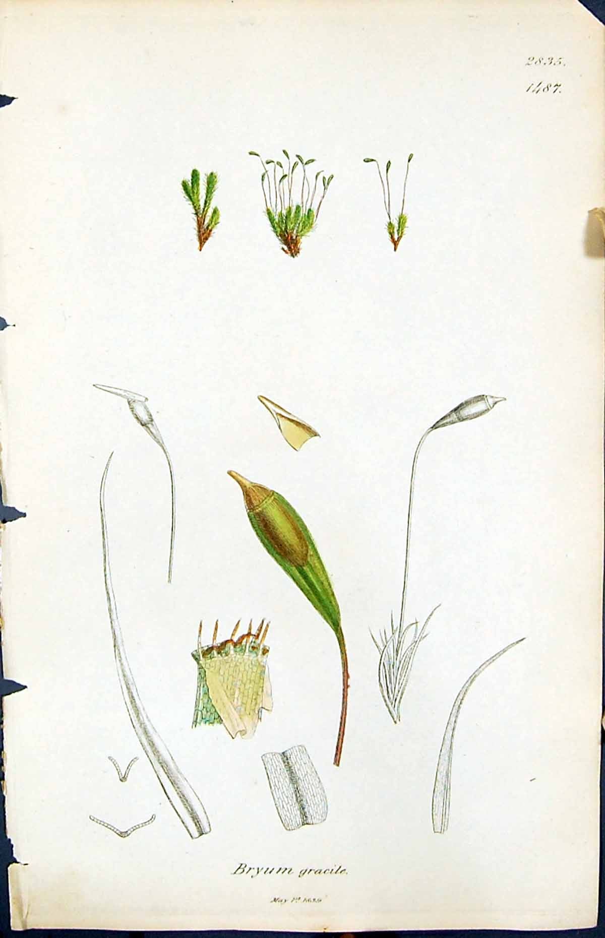Antique Print Bryum Gracile British Plants Botany 1847 Sowerby Smith Colour