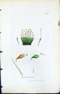 Antique Old Print Bryum Pyriforme British Plants Botany 1847 Sowerby Smith 19th