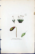 Antique Old Print Bryum Capillare British Plants Botany 1847 Sowerby Smith 19th