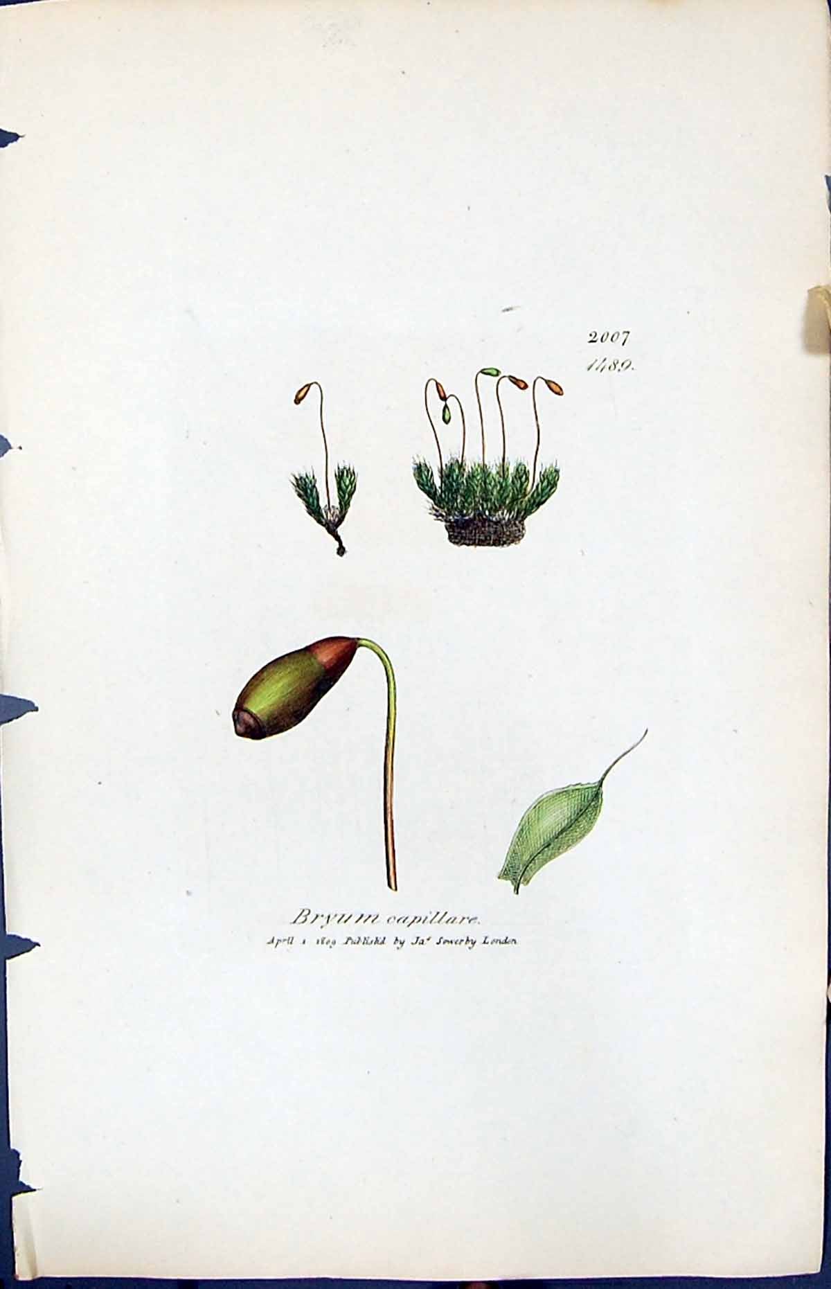 Antique Old Print Bryum Capillare British Plants Botany 1847 Sowerby Smith 19th