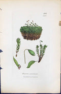 Antique Old Print Bryum Annotinum British Plants Botany 1847 Sowerby Smith 19th